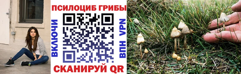 наркошоп  Короча  Галлюциногенные грибы мицелий 